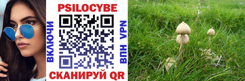 Галлюциногенные грибы Psilocybe  Боровичи 